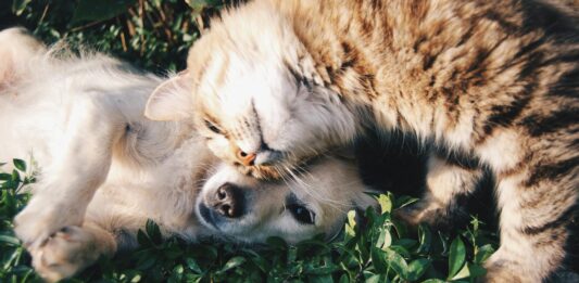 orange tabby cat beside fawn short coated puppy