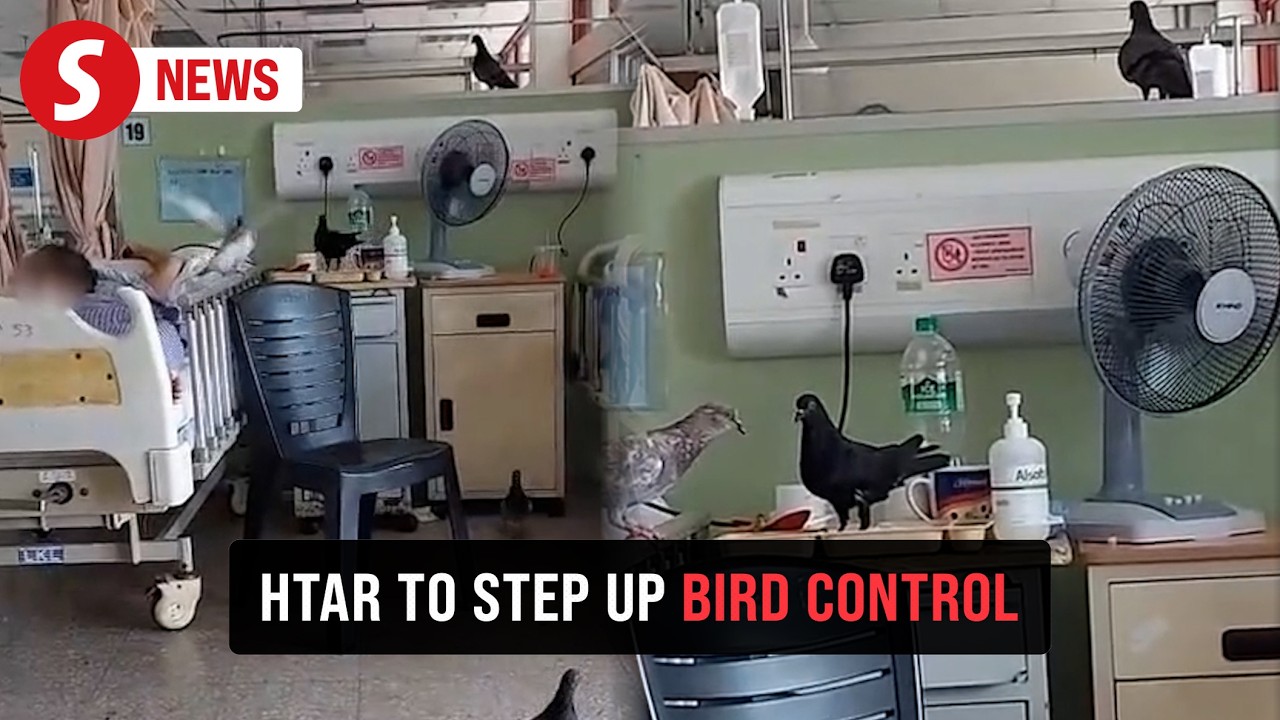 The pigeon problem is really a people problem